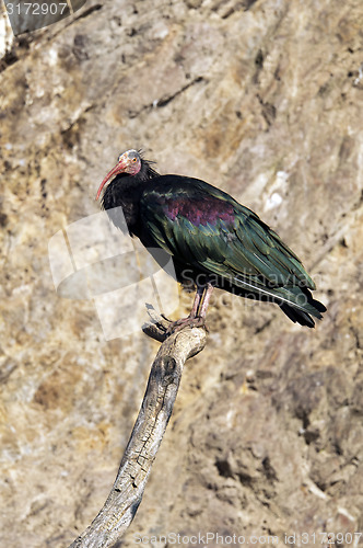 Image of Northern bald ibis