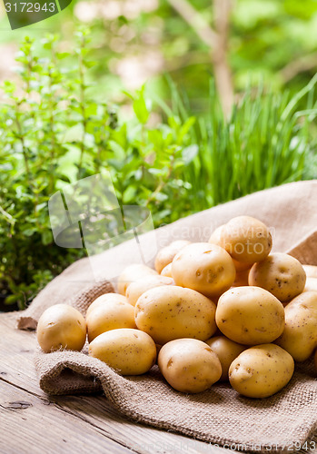 Image of Farm fresh  potatoes on a hessian sack