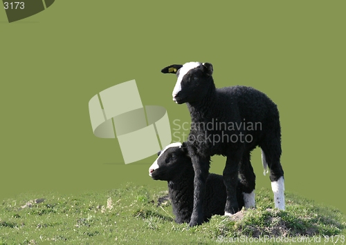 Image of two black lamb