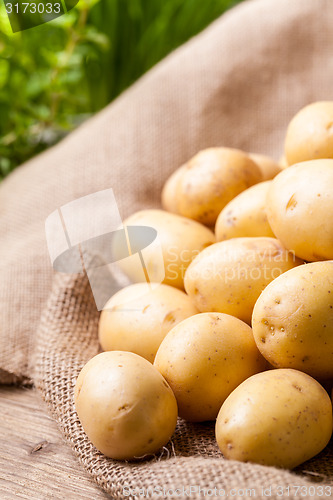 Image of Farm fresh  potatoes on a hessian sack