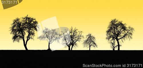 Image of fruit tree silhouettes