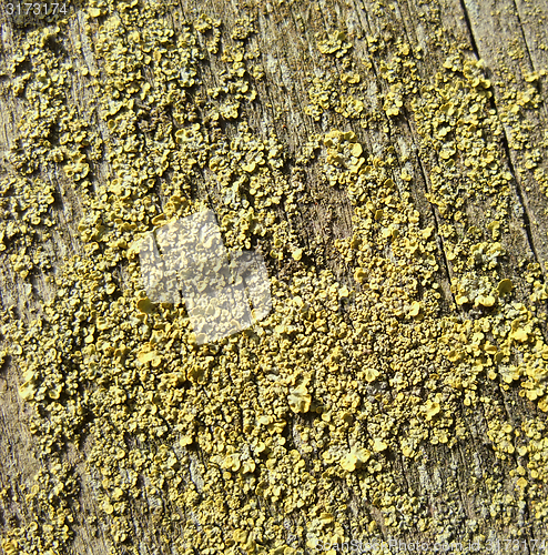 Image of lichen closeup