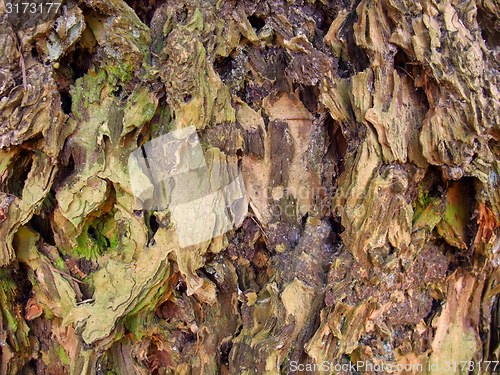 Image of rough bark closeup