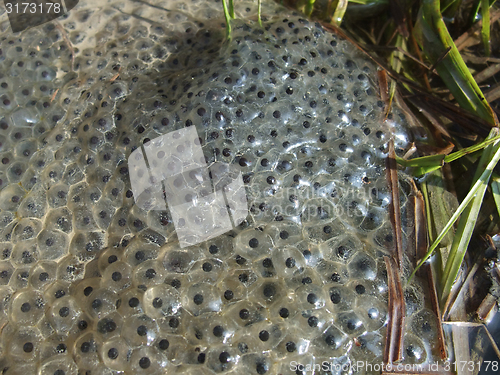 Image of frog spawn closeup