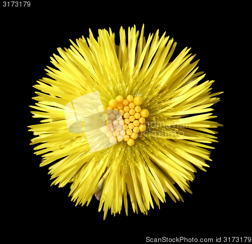 Image of yellow flower head