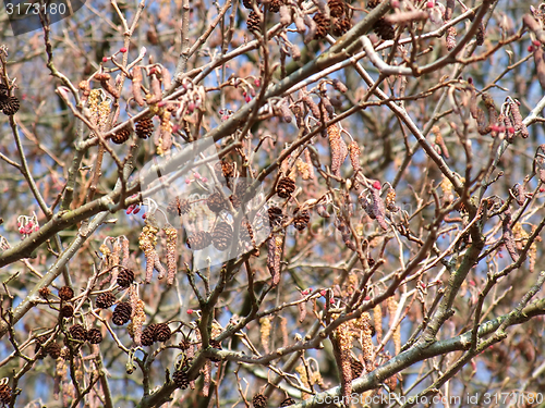 Image of Alder detail