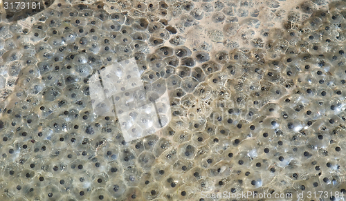 Image of frog spawn closeup