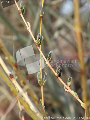 Image of young catkins