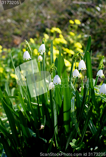 Image of Lily of the Valley