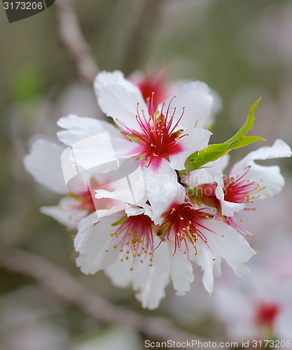 Image of Cherry Blossom