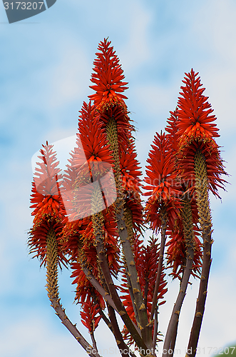 Image of Blooming Aloe Vera