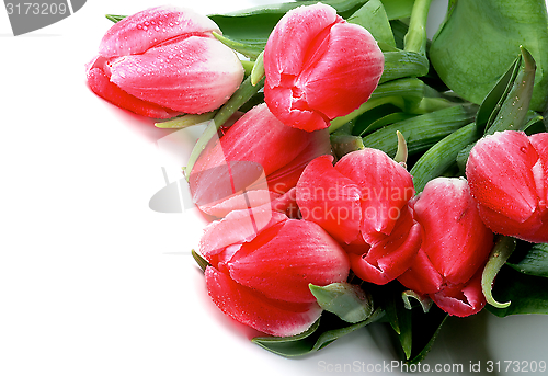 Image of Spring Tulips