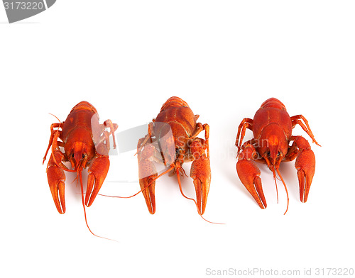 Image of Three boiled crawfish