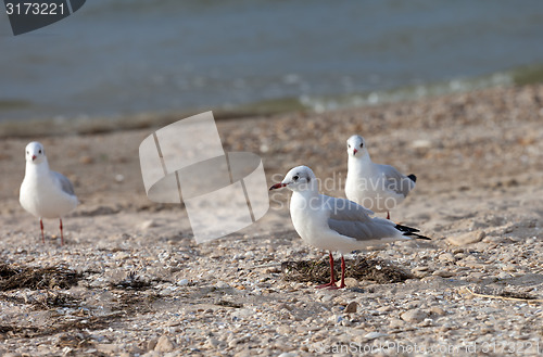 Image of Seagulls on sea beach