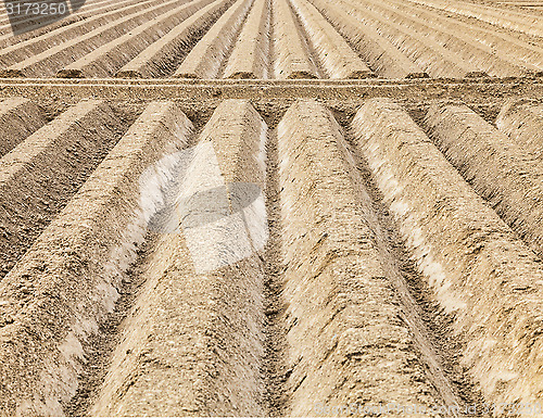 Image of Furrows Abstract