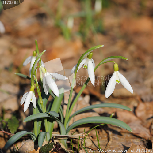 Image of Snowdrops.