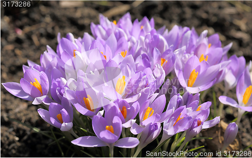 Image of Crocus