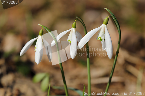 Image of Snowdrops.