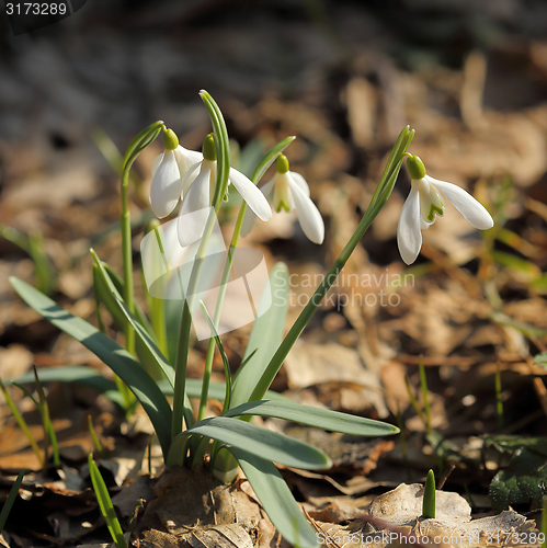 Image of Snowdrops