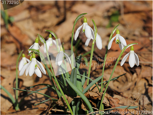 Image of Snowdrops