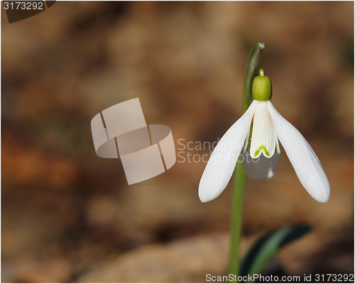 Image of Snowdrop