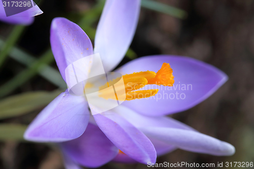 Image of Crocus