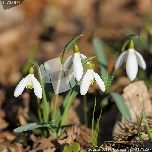 Image of Snowdrops