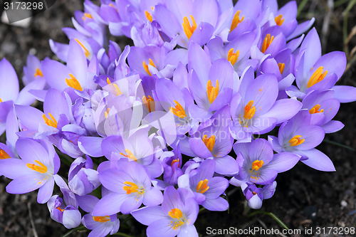 Image of Crocus