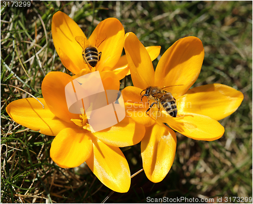 Image of Crocus and bee.