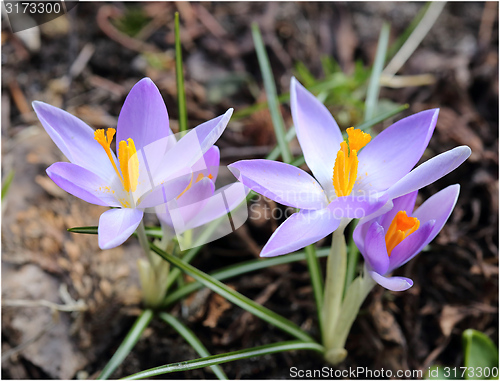 Image of Crocus