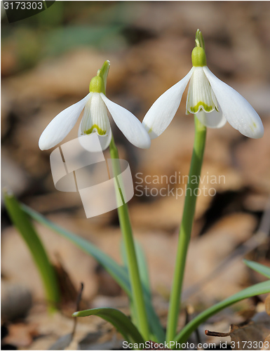 Image of Snowdrops