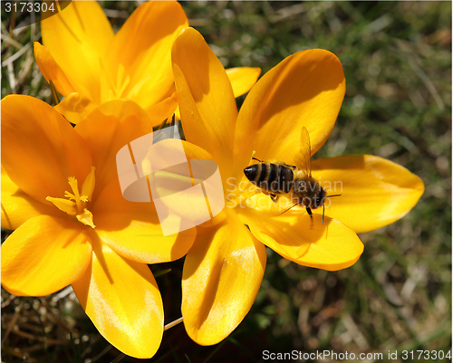 Image of Crocus and bee.