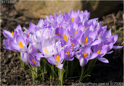 Image of Crocus.