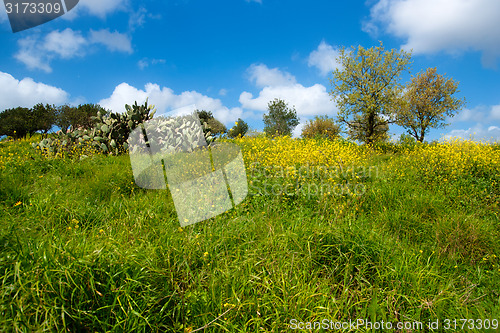 Image of Spring in Israel
