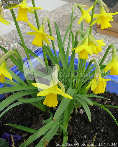 Image of Daffodils