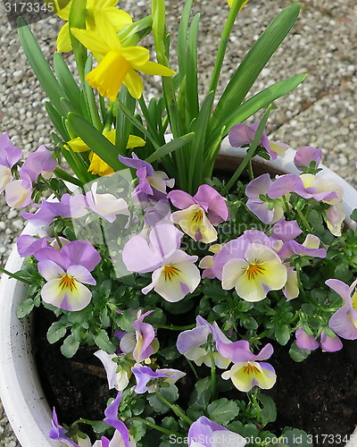 Image of Pansies and Daffodils