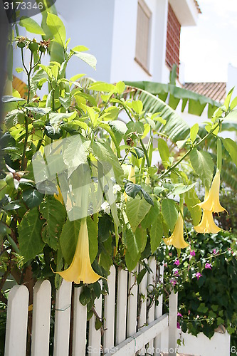 Image of Trumpet flowers