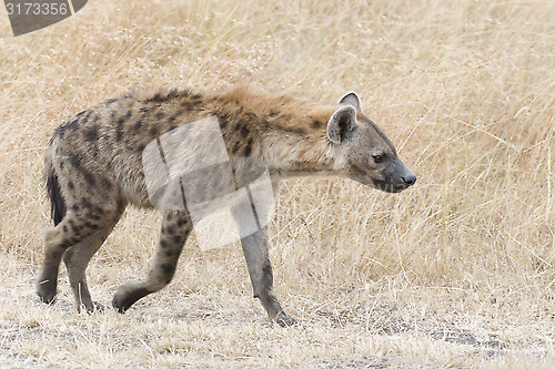 Image of Adult spotted hyena 