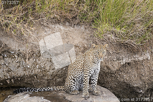 Image of Leopard