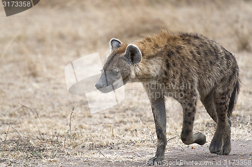 Image of female hyena walking along farm road