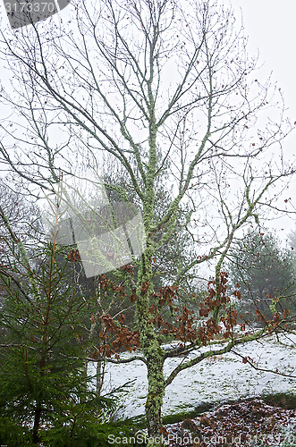 Image of little oak