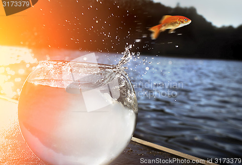 Image of goldfish jumping out of the water