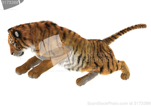 Image of Tiger