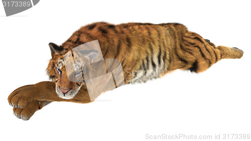 Image of Tiger