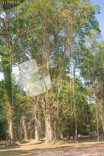 Image of Angkor Archaeological Park
