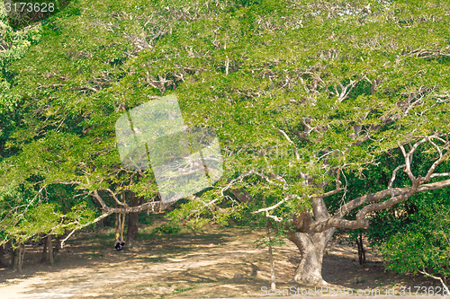 Image of Angkor Archaeological Park
