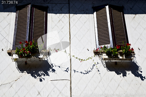 Image of  terrace europe  italy    in  the milano old     flower