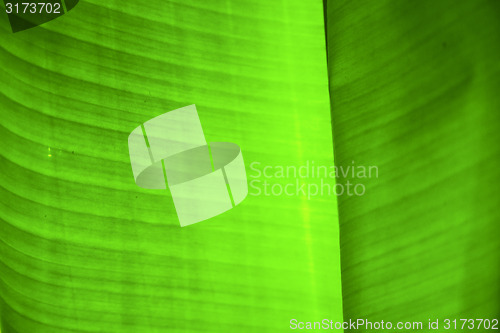 Image of  thailand  light  abstract leaf and  green  black   kho samui ba