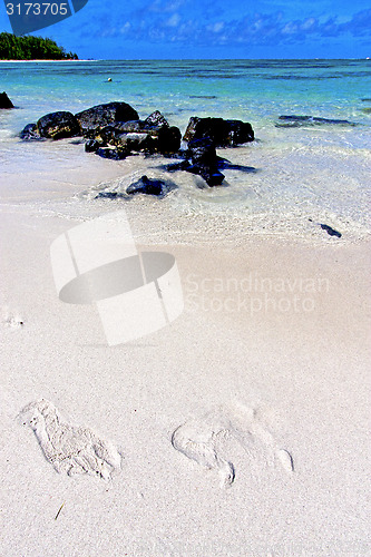 Image of beach ile du cerfs seaweed in indian footstep