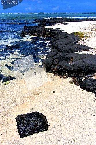 Image of the zanzibar beach  seaweed in     sand isle   sky and rock